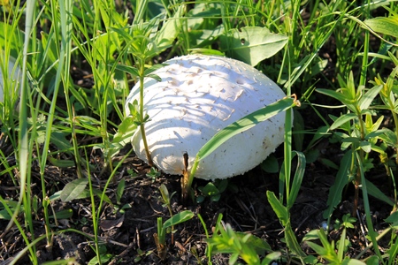Champignon in green grassの写真素材