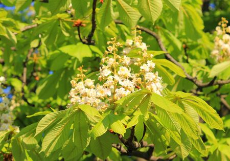 Blossom of chestnut treeの写真素材