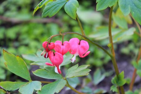 Bleeding Heart flower (Dicentra spectabilis)の写真素材
