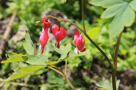 Bleeding Heart flower (Dicentra spectabilis)の写真素材