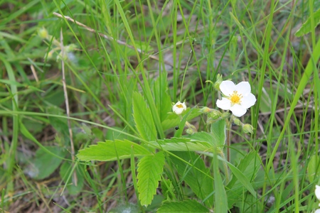 Blossom of wild strawberryの写真素材