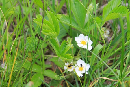 Blossom of wild strawberryの写真素材
