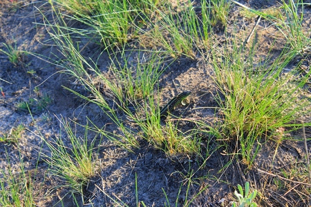 Lizard in green grassの写真素材