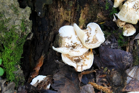 mushrooms in forestの写真素材