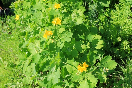 celandineの写真素材