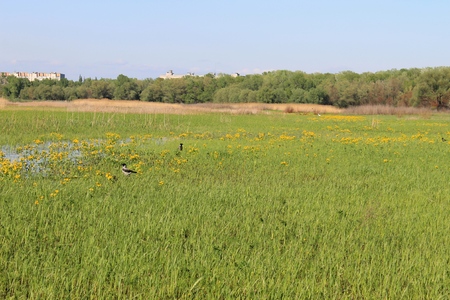 spring landscapeの写真素材