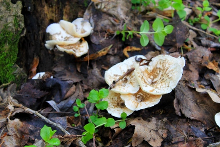 mushrooms in forestの写真素材