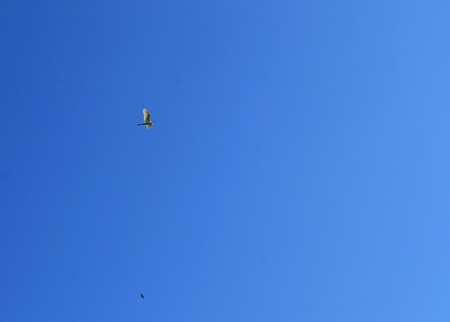Egret in the skyの写真素材