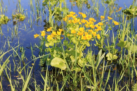 Marsh Marigold (Caltha palustris)の写真素材