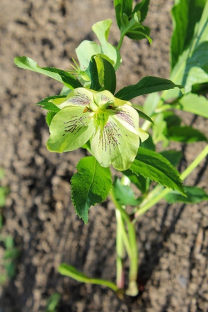 Green hellebore flowerの写真素材