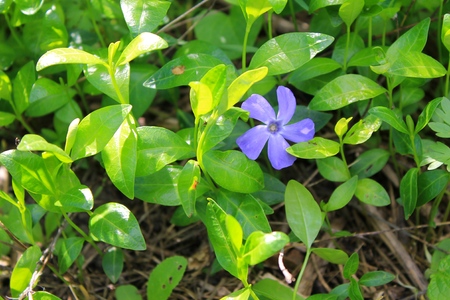 Blue periwinkle (vinca minor)の写真素材