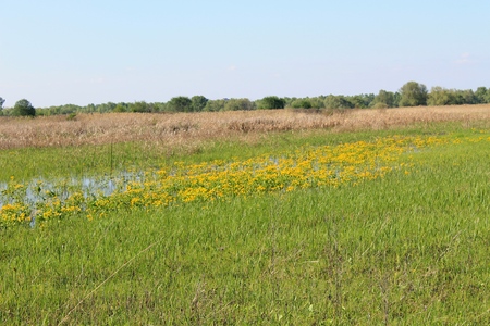 Wet meadow with marsh marigoldsの写真素材