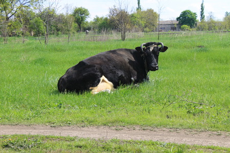 Cow on the pastureの写真素材