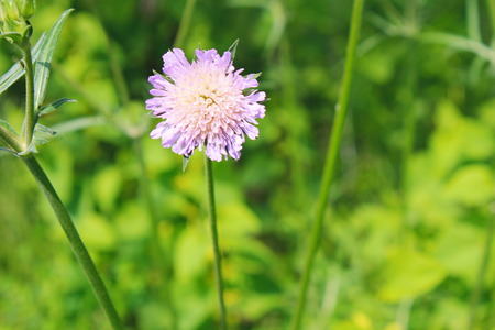 Pink scabious flowerの写真素材