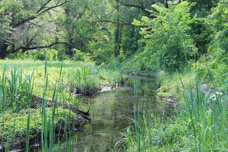 Small river in forestの写真素材