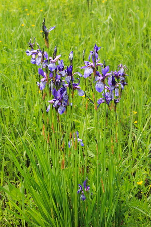 Wild blue iris flowersの写真素材