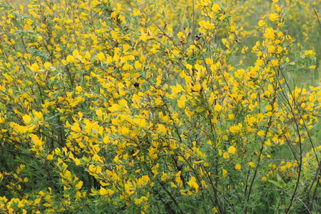 Yellow blooming acacia bushesの写真素材