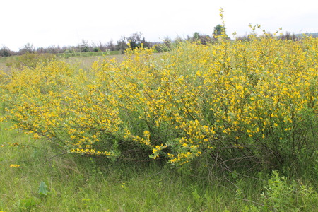 Yellow blooming acacia bushesの写真素材