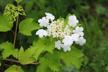 viburnum blossomの写真素材