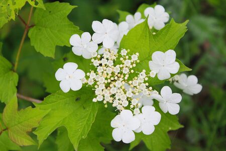 viburnum blossomの写真素材
