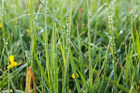 Drops of dew on green grassの写真素材