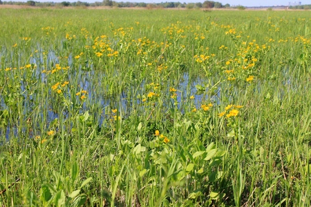 Wet meadow with marsh marigoldsの写真素材
