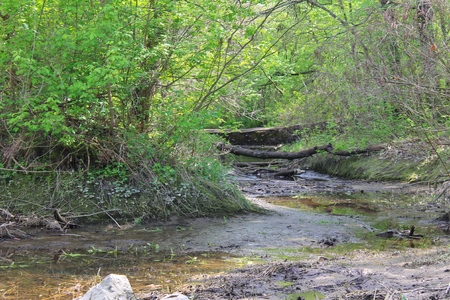River in forestの写真素材