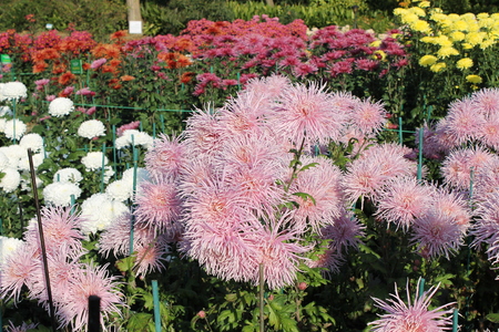 colorful chrysanthemumsの写真素材