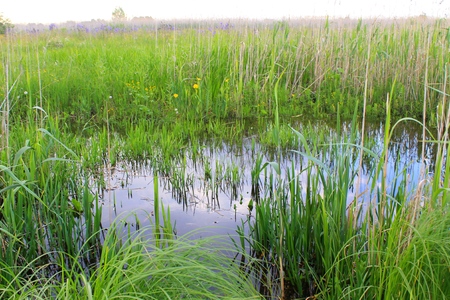 Green reeds in marshの写真素材