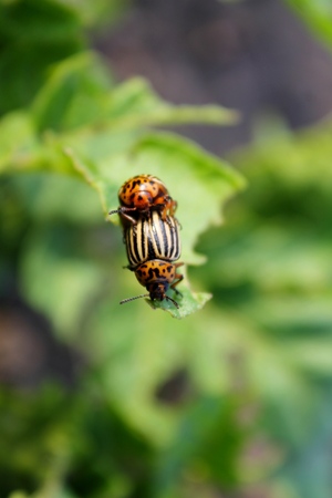 Colorado Potato Beetle (Leptinotarsa ??decemlineata)の写真素材
