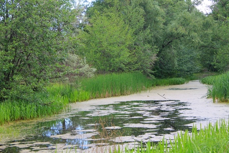 Small river overgrown with duckweed and reedsの写真素材