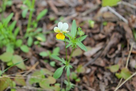Wild pansiesの写真素材