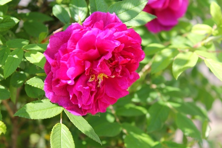 red roseの写真素材