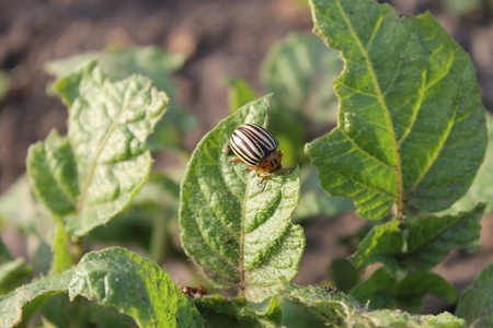 Colorado Potato Beetle (Leptinotarsa ??decemlineata)の写真素材
