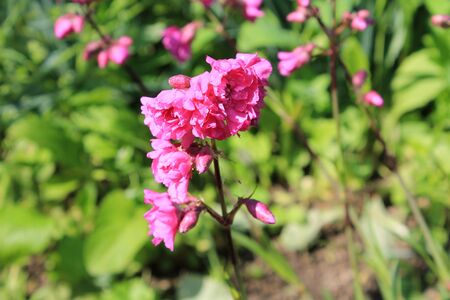 Pink flowers in gardenの写真素材