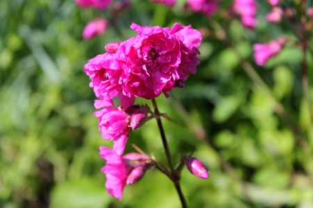 Pink flowers in gardenの写真素材