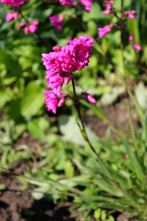 Pink flowers in gardenの写真素材
