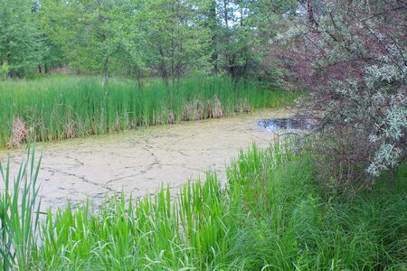 Swamp with duckweedの写真素材