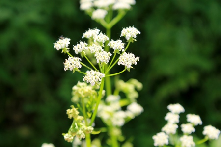 White blossom of hemlock