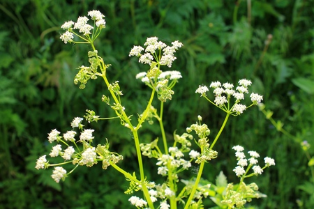 White blossom of hemlock