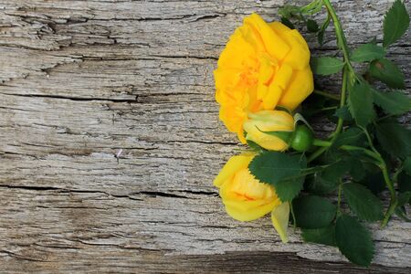 Yellow rose on wooden backgroundの写真素材