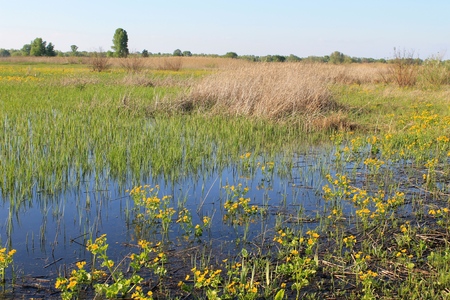 Wet meadow with marsh marigoldsの写真素材