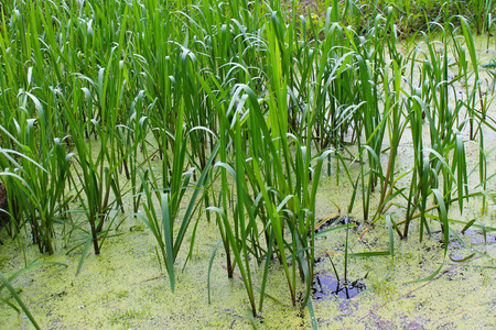 Green reeds in marshの写真素材