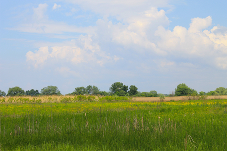 Green meadow and blue skyの写真素材