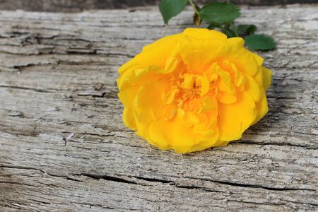 Yellow rose on wooden backgroundの写真素材