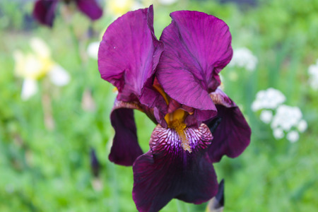 Iris in gardenの写真素材
