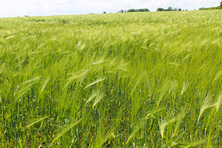 Field of green wheatの写真素材