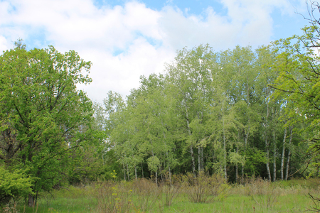 Green forest on springの写真素材