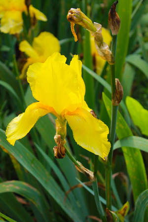 Yellow irisの写真素材