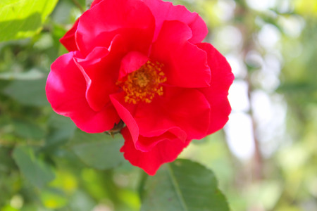 Red roseの写真素材